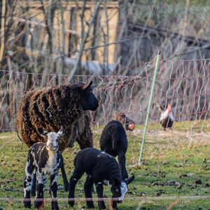 001-2015-03-17 Park Overvoorde