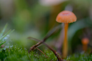 001-2015-09-27 Paddenstoelen
