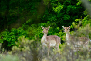 002-2014-05-04 Amsterdamse waterleidingduinen Les 6