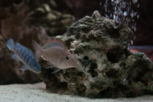 002-2014-12-18 Aquaria Hans Eijken