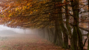 002-2015-11-08 Winterwandeling Rhenen