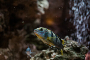 003-2014-12-18 Aquaria Hans Eijken