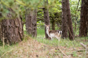 004-2014-05-04 Amsterdamse waterleidingduinen Les 6