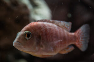 004-2014-12-18 Aquaria Hans Eijken