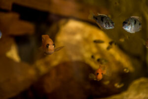004-2015-01-16 Aquarium