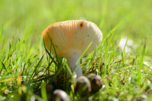 004-2015-09-27 Paddenstoelen