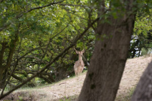 005-2014-05-04 Amsterdamse waterleidingduinen Les 6