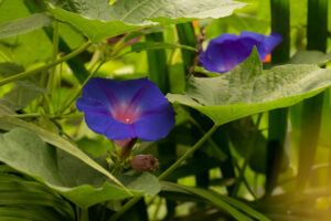 005-2014-08-17 Vlinders aan de Vliet