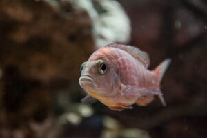005-2014-12-18 Aquaria Hans Eijken