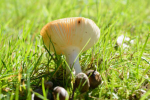 005-2015-09-27 Paddenstoelen