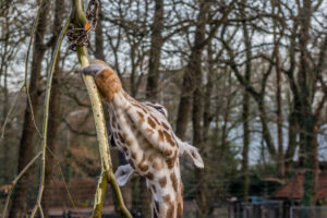 005-2015-12-12 Yill in dierenpark Rhenen