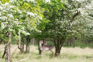 006-2014-05-04 Amsterdamse waterleidingduinen Les 6