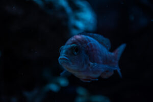 006-2014-12-18 Aquaria Hans Eijken