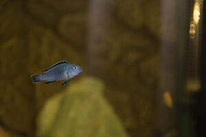 006-2015-01-16 Aquarium