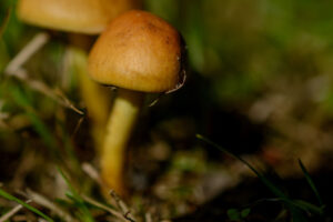 006-2015-09-27 Paddenstoelen
