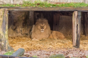006-2015-12-12 Yill in dierenpark Rhenen