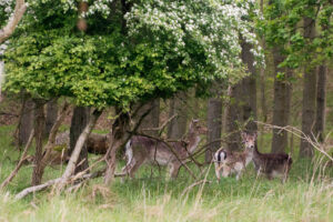 007-2014-05-04 Amsterdamse waterleidingduinen Les 6