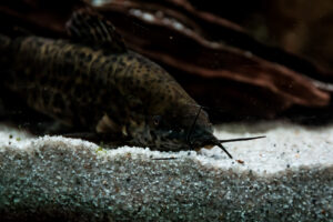 007-2014-12-18 Aquaria Hans Eijken