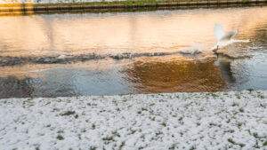 007-2014-12-28 Sneeuw Zuiderpark EO