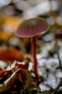 007-2015-09-27 Paddenstoelen
