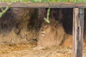 007-2015-12-12 Yill in dierenpark Rhenen