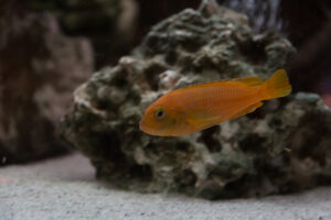 008-2014-12-18 Aquaria Hans Eijken