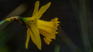 008-2015-03-22 Park Overvoorde