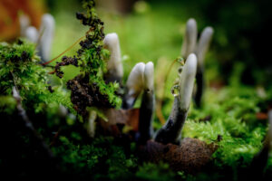 008-2015-09-27 Paddenstoelen