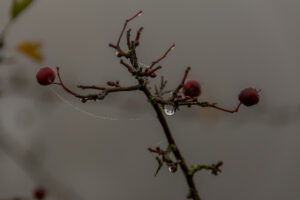 008-2015-11-08 Winterwandeling Rhenen