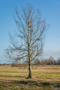 008-2015-11-28 Weerribben en Orchideenhoeve