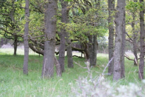 009-2014-05-04 Amsterdamse waterleidingduinen Les 6