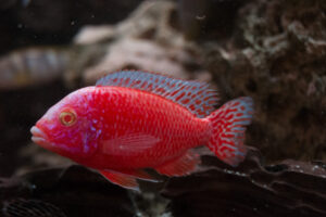 009-2014-12-18 Aquaria Hans Eijken