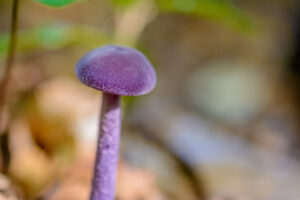009-2015-09-27 Paddenstoelen