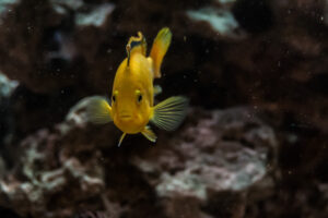 010-2014-12-18 Aquaria Hans Eijken