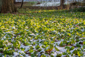 010-2014-12-28 Sneeuw Zuiderpark EO