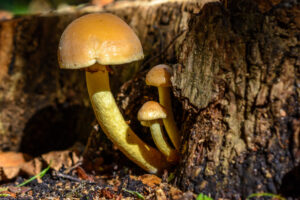 010-2015-09-27 Paddenstoelen