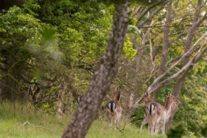 011-2014-05-04 Amsterdamse waterleidingduinen Les 6