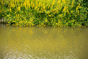 011-2014-06-15 Stukkie wandelen Wateingseveld