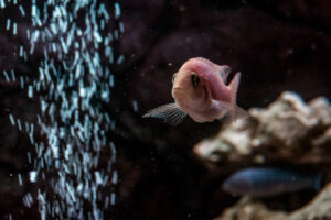 011-2014-12-18 Aquaria Hans Eijken