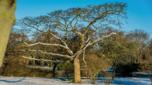 011-2014-12-28 Sneeuw Zuiderpark EO