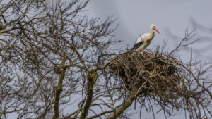 011-2015-03-22 Park Overvoorde