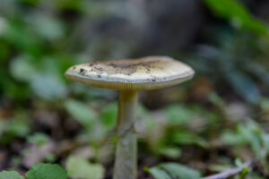 011-2015-09-27 Paddenstoelen