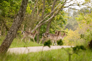 012-2014-05-04 Amsterdamse waterleidingduinen Les 6