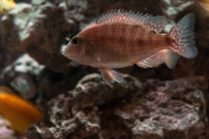 012-2014-12-18 Aquaria Hans Eijken