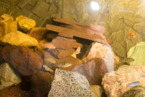 012-2015-01-16 Aquarium