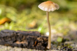 012-2015-09-27 Paddenstoelen