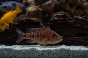 013-2014-12-18 Aquaria Hans Eijken