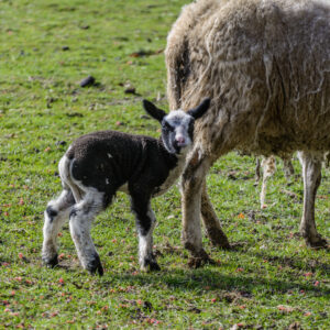 013-2015-03-22 Park Overvoorde