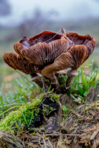 013-2015-11-08 Winterwandeling Rhenen