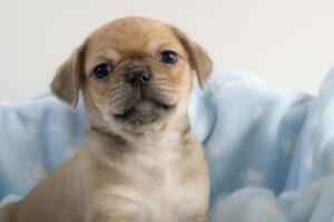 013-2015-12-05 Puppies Iris